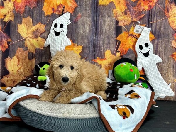 Labradoodle F1-B-Dog-Female--25633-Petland Scottsdale, Arizona