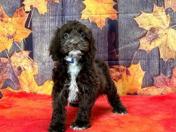 Cocker Spaniel/Poodle-Dog-Male-Chocolate-25666-Petland Scottsdale, Arizona