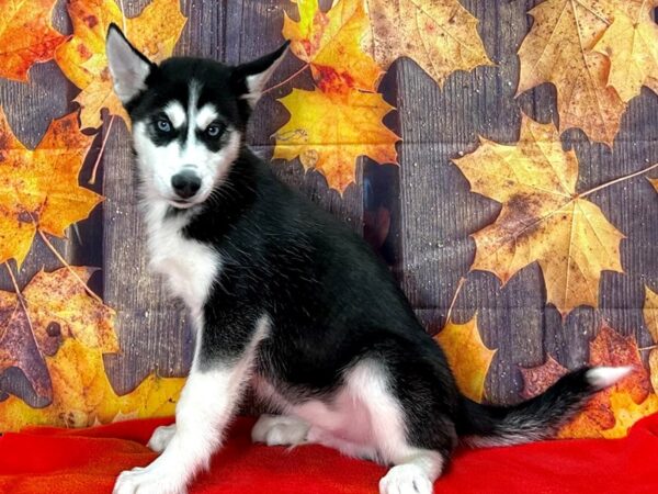 Siberian Husky-Dog-Male-Black / White-25657-Petland Scottsdale, Arizona