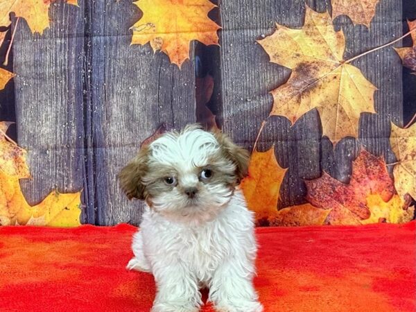 Shih Tzu-Dog-Male-Red / White-25667-Petland Scottsdale, Arizona