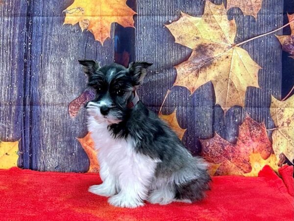 Miniature Schnauzer-Dog-Female-Black and Silver-25635-Petland Scottsdale, Arizona