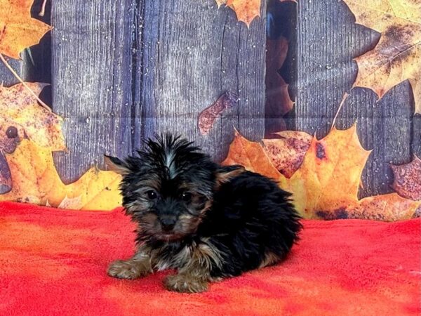 Yorkshire Terrier-Dog-Female-Black and Tan-25638-Petland Scottsdale, Arizona