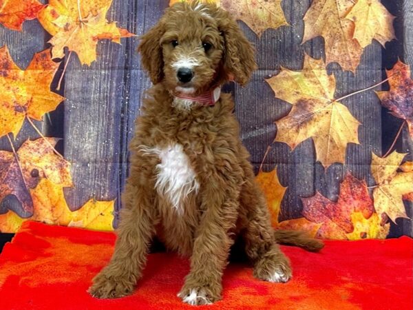 F1B Goldendoodle-Dog-Female--25671-Petland Scottsdale, Arizona