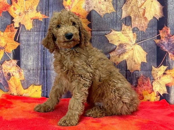 F1B Goldendoodle-Dog-Male--25670-Petland Scottsdale, Arizona