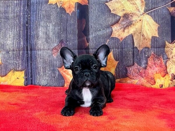 French Bulldog-Dog-Male-Black Brindle-25668-Petland Scottsdale, Arizona