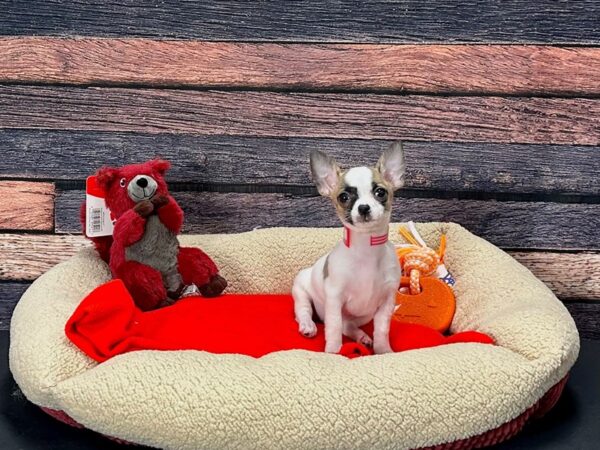 Chihuahua-Dog-Female-Black Sabled Fawn-25686-Petland Scottsdale, Arizona