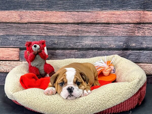 English Bulldog-Dog-Female-Red and White-25684-Petland Scottsdale, Arizona