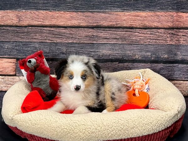 Miniature Australian Shepherd-Dog-Male-Blue Merle-25694-Petland Scottsdale, Arizona