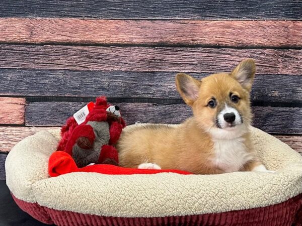 Pembroke Welsh Corgi-Dog-Male-Red-25680-Petland Scottsdale, Arizona