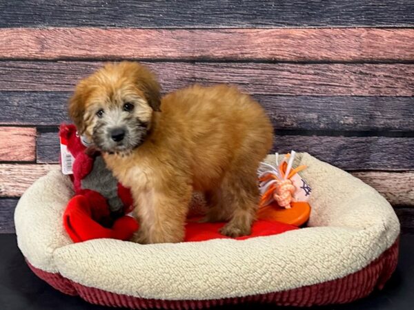 Soft Coated Wheaten Terrier-Dog-Female-Wheaten-25675-Petland Scottsdale, Arizona