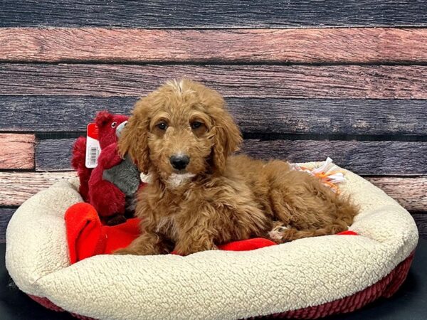 F1B Goldendoodle-Dog-Male-Golden-25702-Petland Scottsdale, Arizona