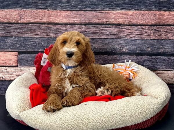 F1B Goldendoodle-Dog-Male-Golden-25703-Petland Scottsdale, Arizona
