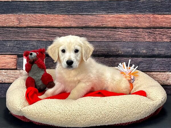 Golden Retriever-Dog-Male-Golden-25701-Petland Scottsdale, Arizona