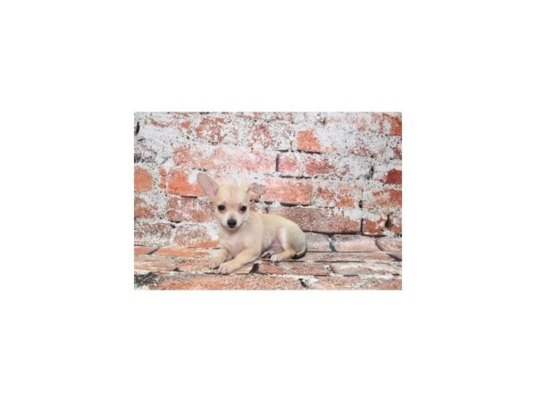 Chihuahua-Dog-Female-Fawn-25721-Petland Scottsdale, Arizona