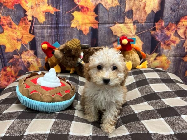 F1b Cavapoo-Dog-Female-Apricot-25739-Petland Scottsdale, Arizona