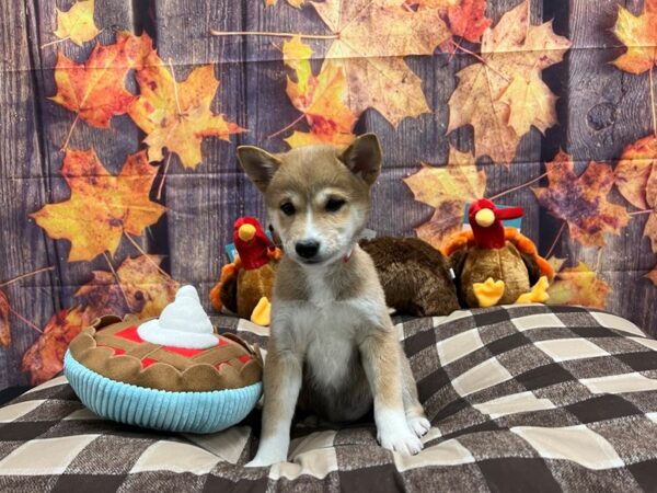 Shiba Inu-Dog-Female-Red-25730-Petland Scottsdale, Arizona