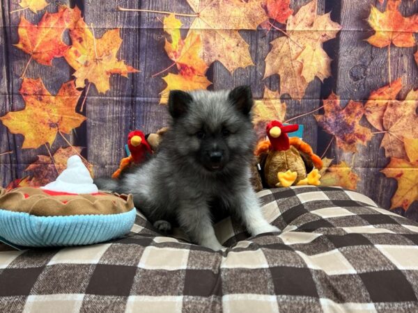 Keeshond-Dog-Male-Silver / Black-25725-Petland Scottsdale, Arizona