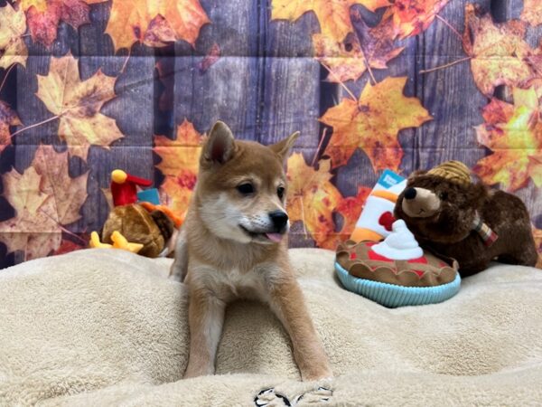 Shiba Inu-Dog-Male-Red-25750-Petland Scottsdale, Arizona