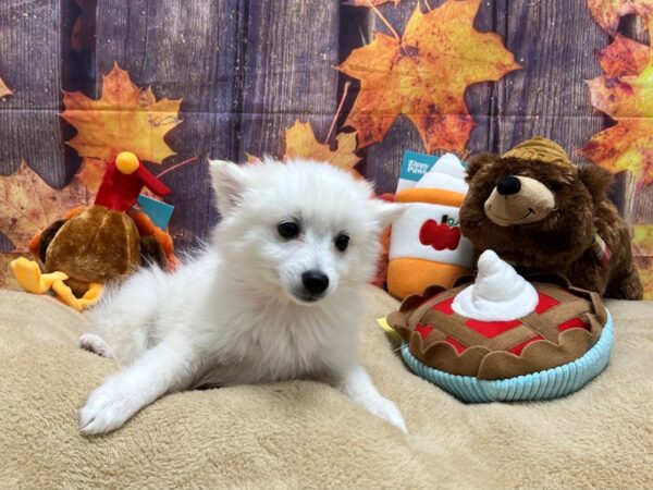 American Eskimo Dog-Dog-Female-White-25754-Petland Scottsdale, Arizona