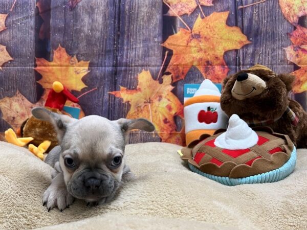 French Bulldog-Dog-Female-Blue / Tan-25771-Petland Scottsdale, Arizona