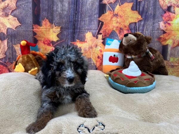 F1B Mini Bernadoodle-Dog-Female-Blue Merle / Tan-25763-Petland Scottsdale, Arizona