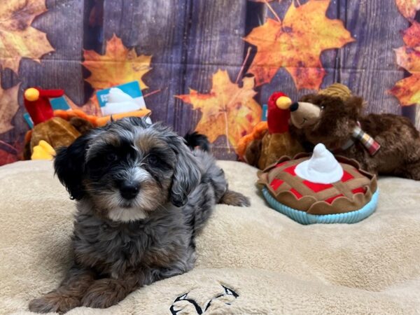 F1B Mini Bernedoodle-Dog-Female-Blue Merle / Tan-25762-Petland Scottsdale, Arizona