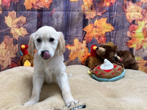 Golden Retriever-Dog-Female-Golden-25772-Petland Scottsdale, Arizona
