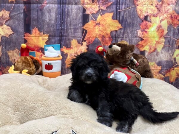 F1B Mini Goldendoodle-Dog-Female-Black-25752-Petland Scottsdale, Arizona