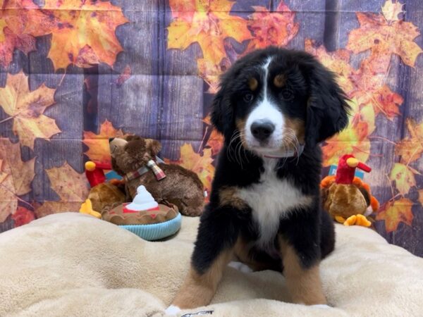 Bernese Mountain Dog-Dog-Female-Black Rust and White-25744-Petland Scottsdale, Arizona