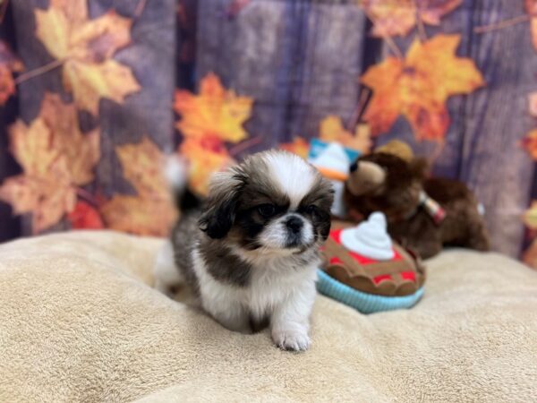Pekingese-Dog-Female-Red Sable-25751-Petland Scottsdale, Arizona