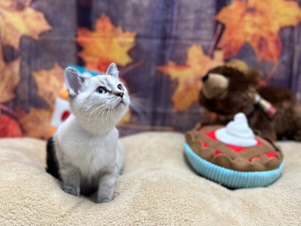Siamese-Cat-Female-LYNX POINT-25780-Petland Scottsdale, Arizona