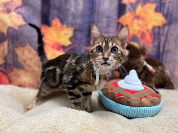 Bengal-Cat-Female-Bronze Marble-25778-Petland Scottsdale, Arizona