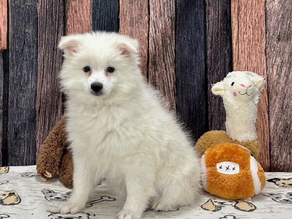 American Eskimo Dog-Dog-Female-White-25809-Petland Scottsdale, Arizona