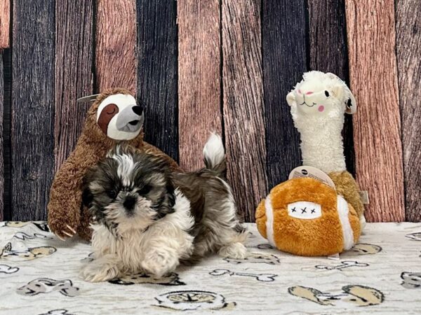 Shih Tzu-Dog-Male-Brindle / White-25803-Petland Scottsdale, Arizona