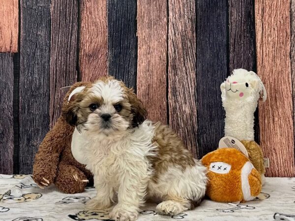 Shih Tzu-Dog-Female-Gold and White-25790-Petland Scottsdale, Arizona