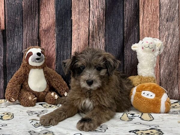 Australian Shepherd/Poodle-Dog-Male-Blue Merle-25785-Petland Scottsdale, Arizona