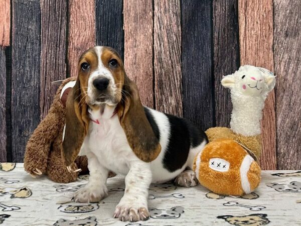 Basset Hound-Dog-Female-Black Brown and White-25793-Petland Scottsdale, Arizona