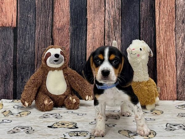Beagle-Dog-Male-Black Fawn and White-25794-Petland Scottsdale, Arizona