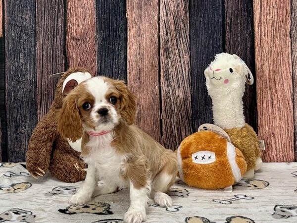 Cavalier King Charles Spaniel-Dog-Female-Blenheim-25792-Petland Scottsdale, Arizona