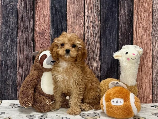 Cavalier King Charles Spaniel/Poodle-Dog-Female-Apricot-25811-Petland Scottsdale, Arizona