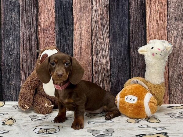 Dachshund-Dog-Female-Chocolate / Tan-25796-Petland Scottsdale, Arizona