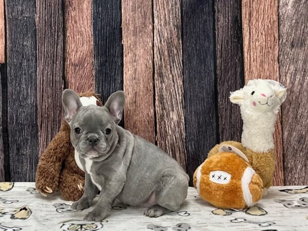 French Bulldog-Dog-Female-Blue-25797-Petland Scottsdale, Arizona