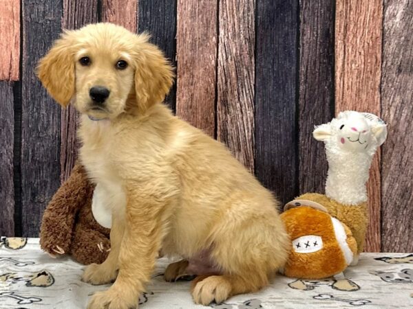 Golden Retriever-Dog-Male-Golden-25791-Petland Scottsdale, Arizona