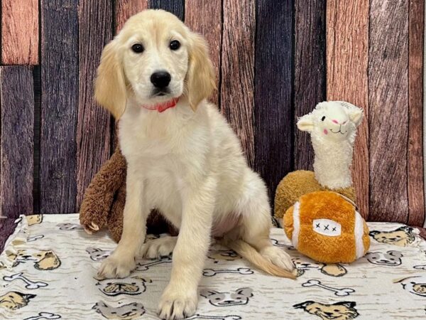 Golden Retriever-Dog-Female-Golden-25798-Petland Scottsdale, Arizona