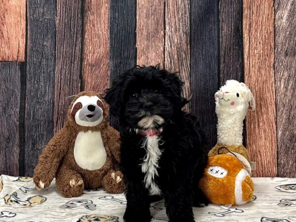 Havanese/Poodle-Dog-Female-Black-25783-Petland Scottsdale, Arizona