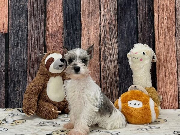 Miniature Schnauzer-Dog-Female-Blue Merle-25801-Petland Scottsdale, Arizona