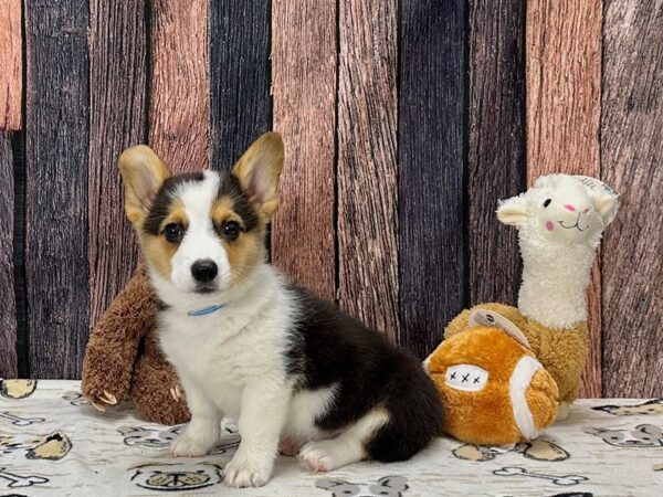 Pembroke Welsh Corgi-Dog-Male-Black Tan / White-25802-Petland Scottsdale, Arizona