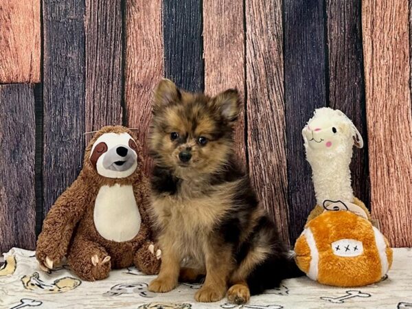 Pomeranian-Dog-Male-Red Merle-25787-Petland Scottsdale, Arizona