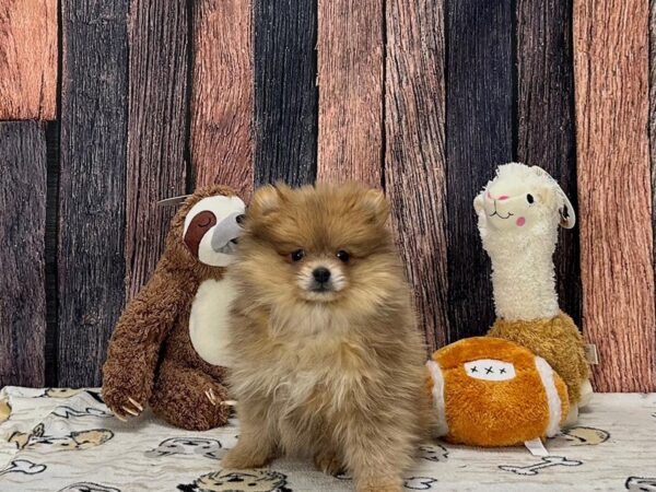 Pomeranian-Dog-Female-Red Sable-25788-Petland Scottsdale, Arizona
