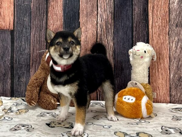 Shiba Inu-Dog-Female-Black and Tan-25789-Petland Scottsdale, Arizona